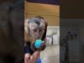 地球グミが大好きになってしまったお猿さん… #shorts