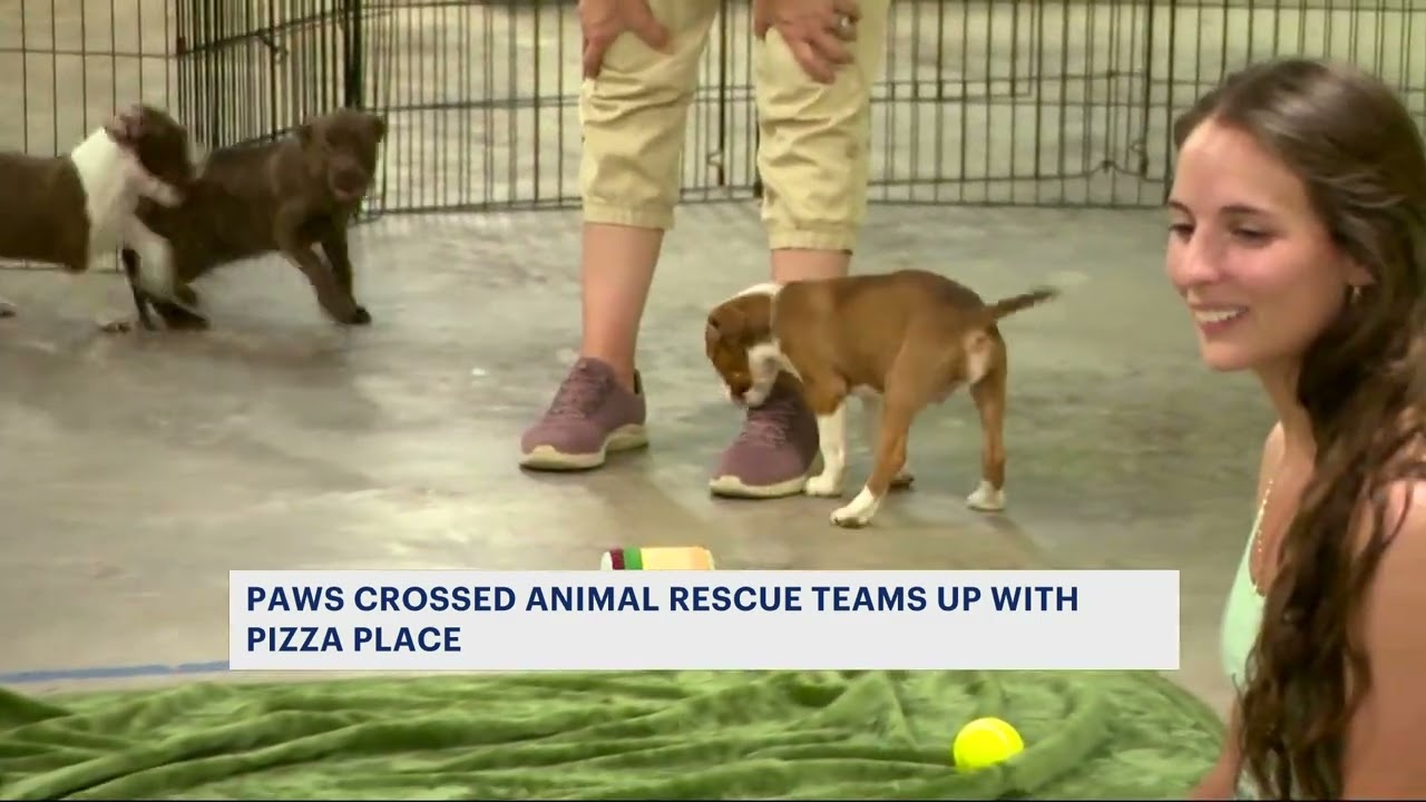 Elmsford animal rescue, pizza place offer gift cards for puppy