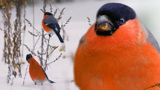 Bullfinch singing bird: a winter tale of the outgoing 2020, 4K | Film Studio Aves