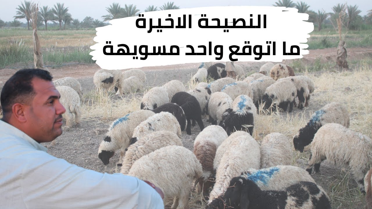 افضل النصائح لتربية الاغنام( تسمين الاغنام) كل التفاصيل داخل الفيديو