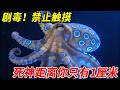 我養了一隻劇毒生物！這大概是海里最毒的“花瓶”了！藍環章魚：觸碰即巔峰，巔峰即永別。#pets #大熱門 #animals #王小怪