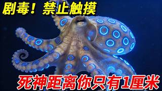 我養了一隻劇毒生物！這大概是海里最毒的“花瓶”了！藍環章魚：觸碰即巔峰，巔峰即永別。#pets #大熱門 #animals #王小怪