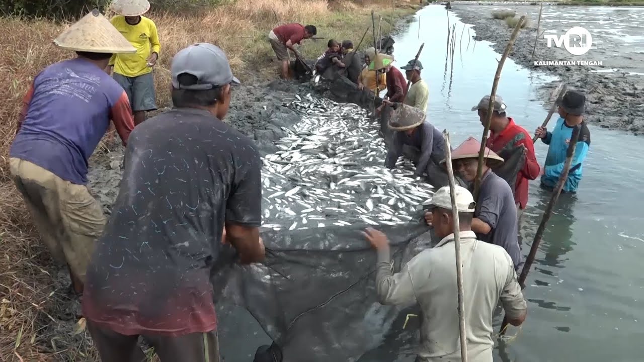 POTENSI TAMBAK BANDENG PESISIR SERUYAN