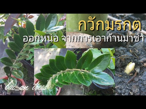 วีดีโอ: ทำไมต้นดอลลาร์ถึงเปลี่ยนเป็นสีเหลือง? Zamioculcas: ถิ่นกำเนิดของพืชความลับของการดูแล