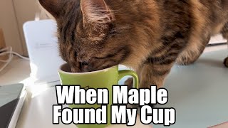 When Maple found my cup by Life With Piko And Maple 1,210 views 3 days ago 4 minutes, 39 seconds