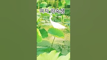 Thumbnail of Female boarder-Nam Jin #Trot #Snow White Heron #Healing #Song of Memories #Lee Mi Ja #Nam Jin #Si...
