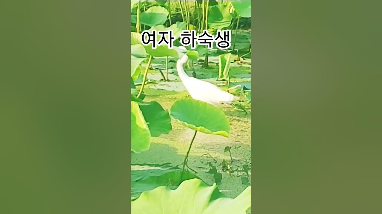 여자 하숙생-남진 #트로트 #쇠백로 #힐링 #추억의노래 #이미자 #남진 #심동식tv