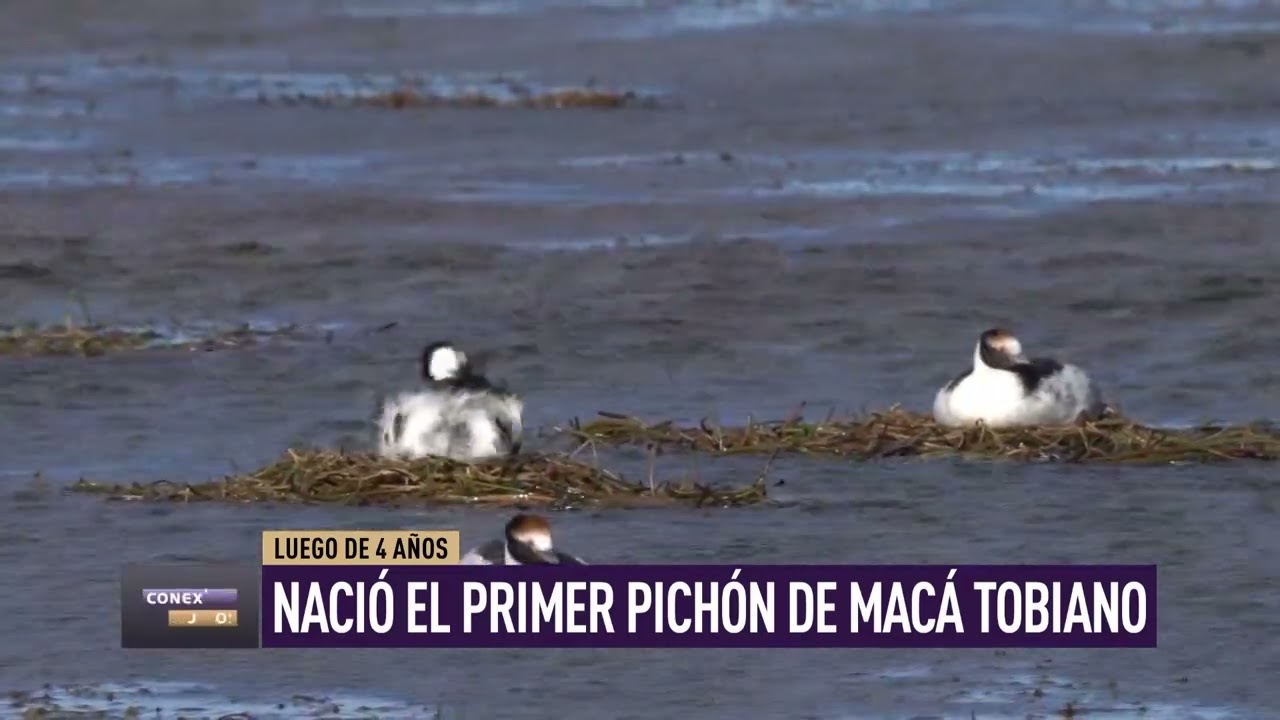 Emocionante: nació un pichón de Macá Tobiano, un ave en peligro crítico de extinción