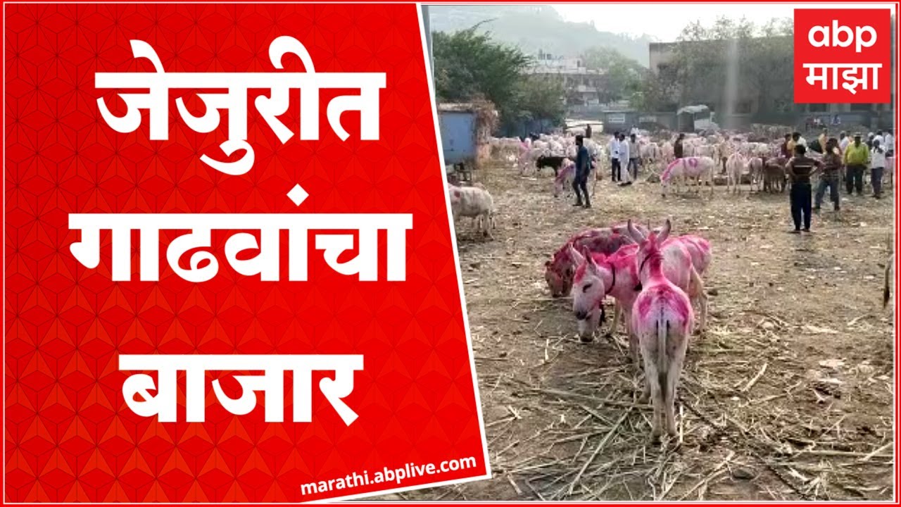 Jejuri Donkey Bazar: जेजुरीत पौष पोर्णिमेनिमित्त गाढवांचा बाजार,  विविध प्रकारचे हजारो गाढवे दाखल