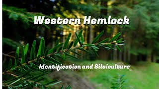 Western Hemlock - Tree Identification, and UK Forestry Management and Use