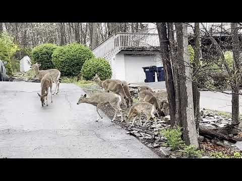 Oh Deer, That's A Lot Of Ladies...