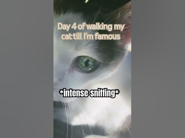 Day 4 of walking my cat till I’m famous #cats