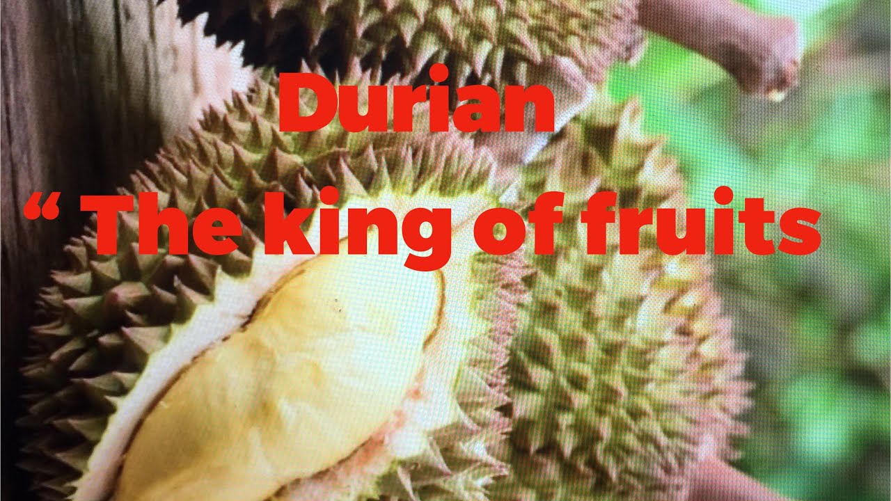 Episode 28 Durian The King Of Fruits YouTube