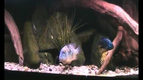 1 september 2012 cichliden 001