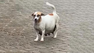 Pregnant Mommy Who is About to Give Birth is Begging For Food From Passersby by Animal Rescue 3 days ago 3 minutes, 34 seconds 36,712 views