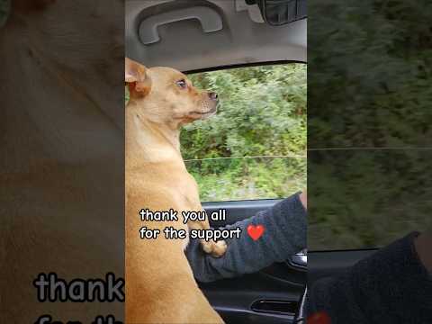 Chiweenie Loves Road Trip Shorts Viral Fyp Blowup Preppy Youtube Shortvideo Youtubeshorts 