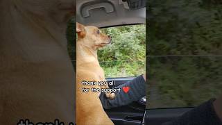 chiweenie loves road trip #shorts #viral #fyp #blowup #preppy #youtube #shortvideo #youtubeshorts