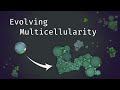 Simulating an evolving microcosmos  the path to multicellularity