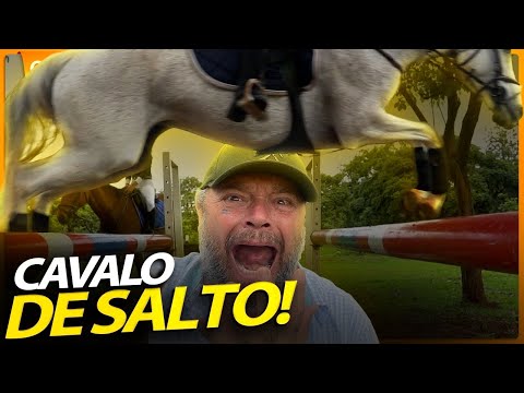 A RAÇA DE HIPISMO PURAMENTE BRASILEIRA CAVALO BH