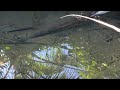 Mancing ikan wader dapet langsung goreng!!