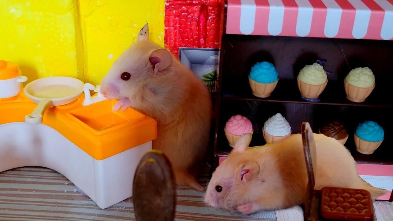 What Unbelievable Hamster Sneaking in a Cafe & Hidden His Body to Eat Alone in the Corner