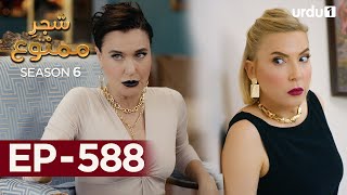 Shajar-e-Mamnu | Episode 588 | Turkish Drama| Forbidden Fruit | Urdu Dubbing | 13 September 2023