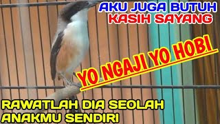 YO NGAJI YO HOBI.. MEMANJAKAN BURUNG KESAYANGAN