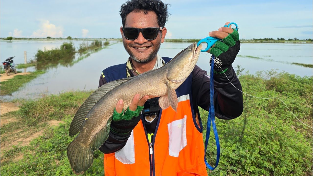 ជាថ្ងៃមហាជោគជ័យ ចូលប៉ះចំប្រឡង់កើប បានទាំងមេបឹង ទាំងកូនបឹង #ថ្ងៃពិសេស #fishing ត្រីស្រែ