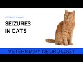 UNDERSTANDING SEIZURES IN CATS: SYMPTOMS, CAUSES, AND TREATMENT