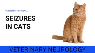 UNDERSTANDING SEIZURES IN CATS: SYMPTOMS, CAUSES, AND TREATMENT