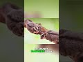 Sugar Gliders: Amazing Facts About These Unique Marsupials! #shorts