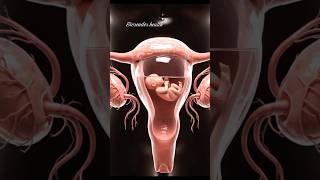 foetus in his room #health #anatomy #youtubeshorts #science #biology #neuroscience #officalvideo