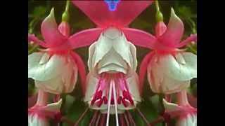 fuchsia zin