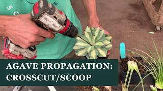 Agave Propagation How To Crosscutscoop Agave To Make It Offset With Aaron Selby