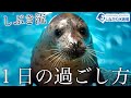 ゴマフアザラシの赤ちゃん~俺の1日~@しながわ水族館【しぶき】