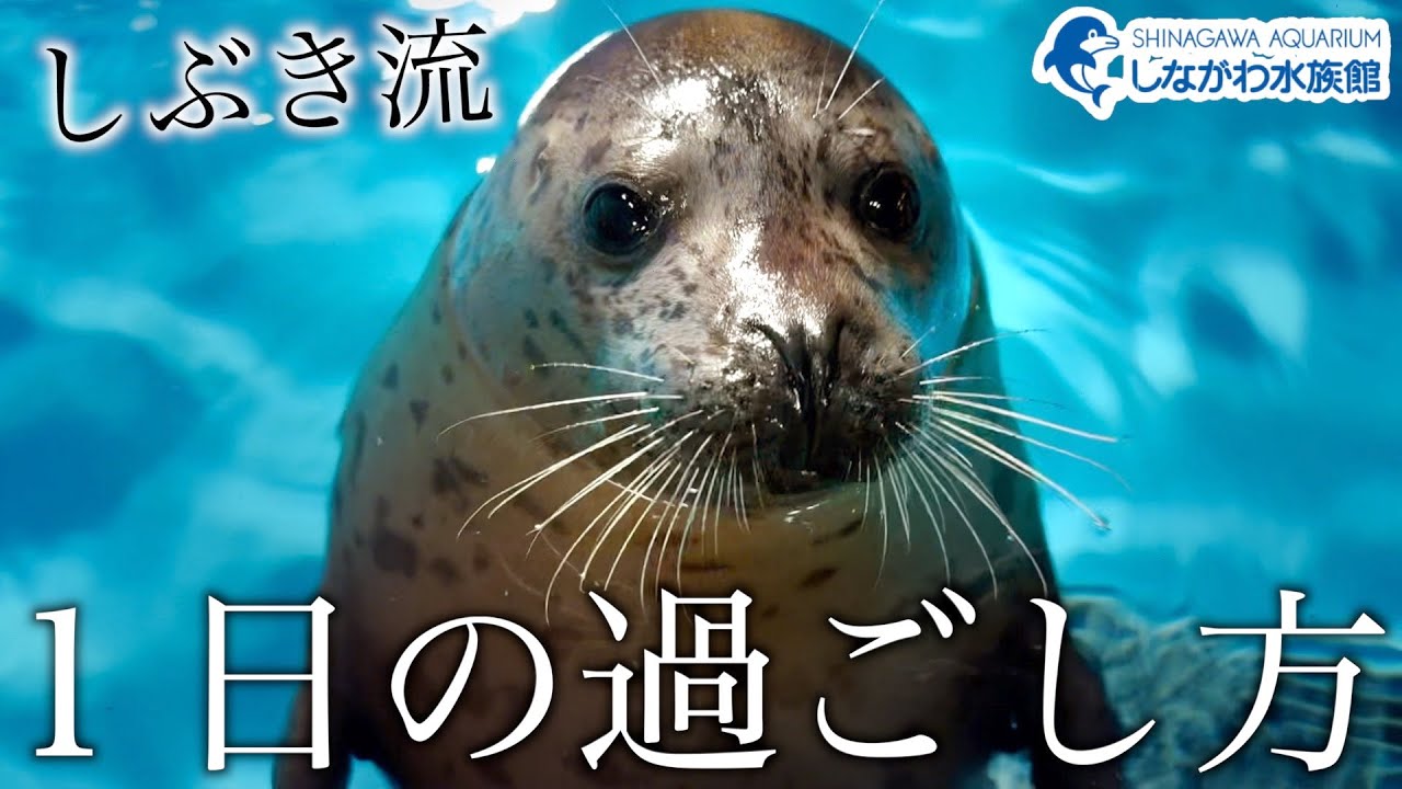 ゴマフアザラシの赤ちゃん～俺の1日～＠しながわ水族館【しぶき】