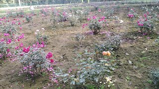 Patna Chidiya Ghar Ka Gulab Garden | Rose Garden In Patna Zoo