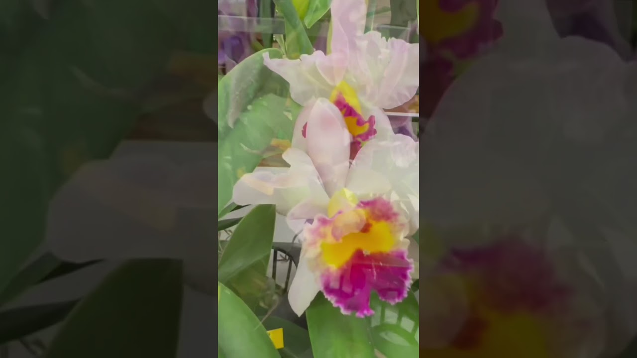 Sneak peak of the Windward Orchid Society Orchid Show! Subscribe to see more! Oahu, Hawaii🌴