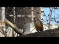 Video Al pájaro Almafuerte