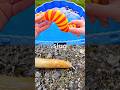 Bug Insect Names | Kids Learn with Toys: Slug Bee Dragonfly Snail Grasshopper