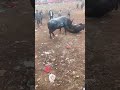 Worlds Most Dangerous Bull Fight || bull vs bull || #animals #sports #fighting #bull #redbull #reels