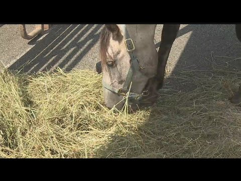 Ranch hosts wild mustang show for veteran fundraiser