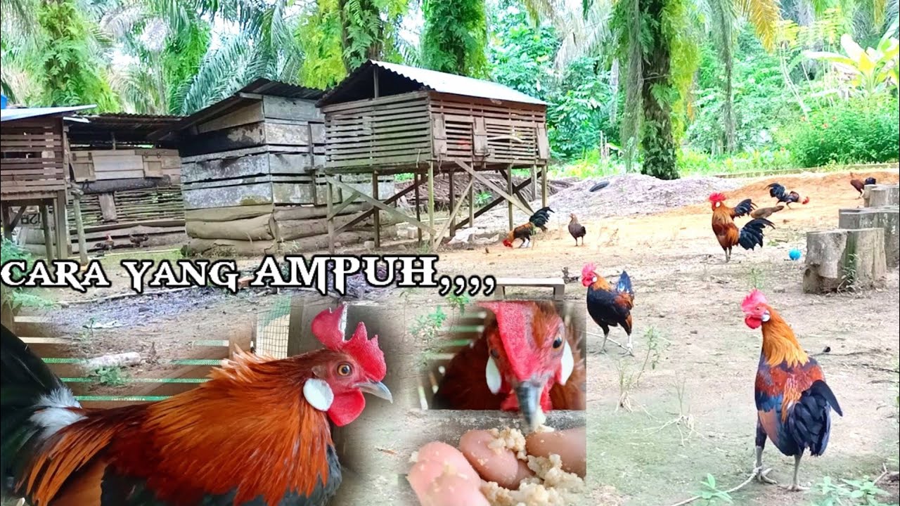 CARA MENJINAKKAN AYAM HUTAN DAN PIKAT