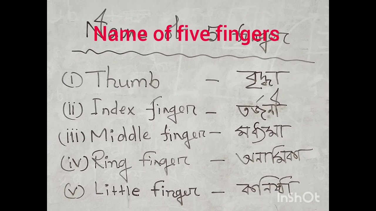 Name of 5 fingers in English. 