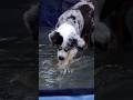 15+ years, deaf but still a spunky aussie #australianshepherd #farmanimals #farm #dogs #homestead