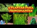 5 PLANTAS PARA PRINCIPIANTES