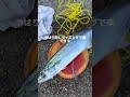 10/14西宮ケーソンでサゴシとチヌアジイワシサバサヨリ(動画フィッシングマックス芦屋店)