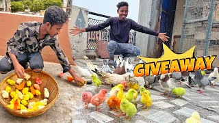 CHICKS GIVEAWAY 🤩 || लूटो