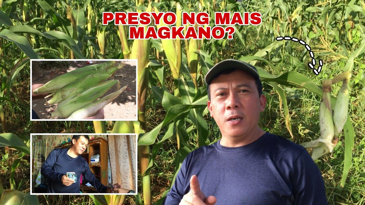 MAGKANO ANG PRESYO NG MAIS? (KUMITA BA?) | Biyaherong Batangueno
