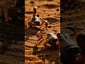 POV: scorpion vs scorpion captured by micro camera #Wildlife #POV #Nature #Scorpion #Shorts